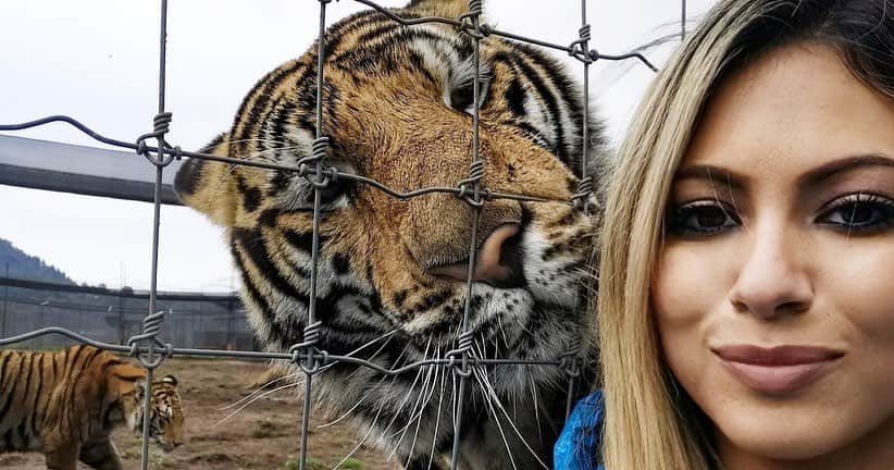 Black Jaguar-White Tiger さんのインスタグラム写真 - (Black Jaguar-White Tiger Instagram)「Our Lovely Volunteer from Canada communing with Jimmy and getting photobombed on the second pic by Bernie :) Come visit us, it’s a unique experience. More info on our website... #SaveLions #SaveTigers」7月25日 23時25分 - blackjaguarwhitetiger