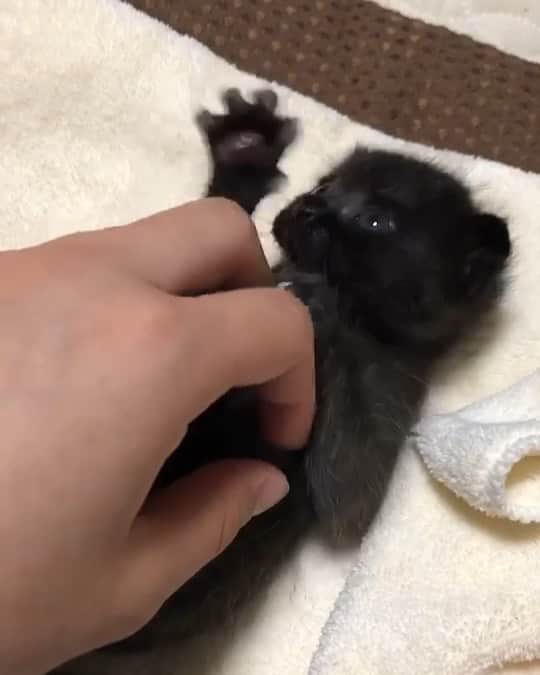 のインスタグラム：「うちのアパートの駐車場にいた猫ちゃんですが、、、 かりんちゃんという可愛い名前をもらって、すくすく育ってます😭💕💕 ほんと嬉しい✨✨いい飼い主さんに出会えて、本当に良かったです！ これからも元気に育ってねー❤️」