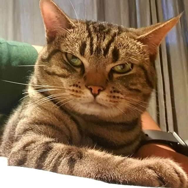 Aww Clubさんのインスタグラム写真 - (Aww ClubInstagram)「Cats are plotting to kill us at night 📷 Boomzaaaaaa | FB  #meowed #tabby #mybed #dailystruggle  #guessiwilldie」7月25日 14時38分 - meowed