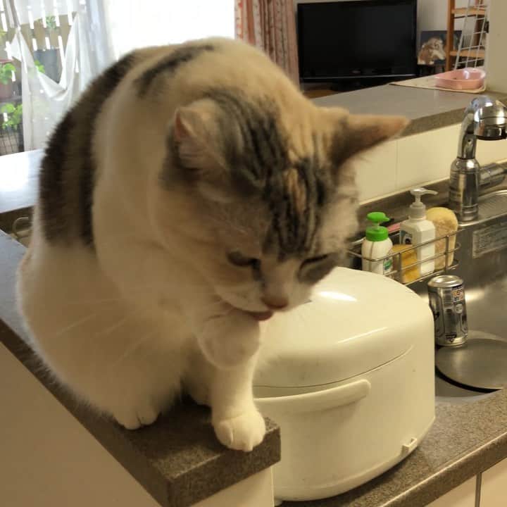 ホタテ＆クラム＆シラスのインスタグラム：「お帰りにゃう！Meow #cat #neko #ScottishFold #猫 #ねこ #スコティッシュフォールド #catstagram #instagram #instagramjapan #ig_japan #igersjp」