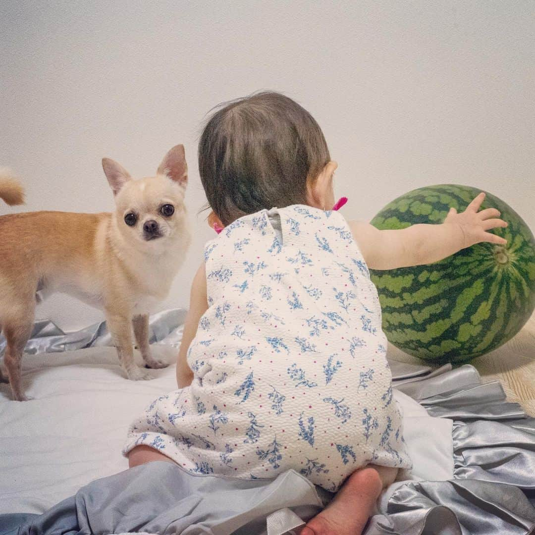 巴田みず希さんのインスタグラム写真 - (巴田みず希Instagram)「スイカ🍉 ・ 小晴くんは、実はあまり好きではないスイカ。 ・ 娘は、そこそこ好き。 ・ 旦那さんは、食べない🍉 ・ 私は、一人で食べきれないほど大きなスイカを頂いたので、旦那さんの実家に、高速飛ばして笑、娘と小晴くん連れて遊びにいって、そこでみんなで割ってワイワイ食べたよ♡ ・ スイカは、大勢で食べるのが一番だね✨ ・ 三浦のスイカ。 本当に美味しい〜😍❣️ ・ ・ ・ #すいか #スイカと赤ちゃん #スイカと犬 #夏 #スイカは野菜 #Watermelon #summer #photooftheday #スムチー #チワワ #chihuahualove #smoothcoatchihuahua #赤ちゃんと犬 #baby #babyanddog #赤ちゃんとチワワ #chihuahua #育児 #新米ママと繋がりたい #女の子ママ #11ヶ月 #11months #chihuahuaandbaby」7月25日 16時02分 - mizukitomoda