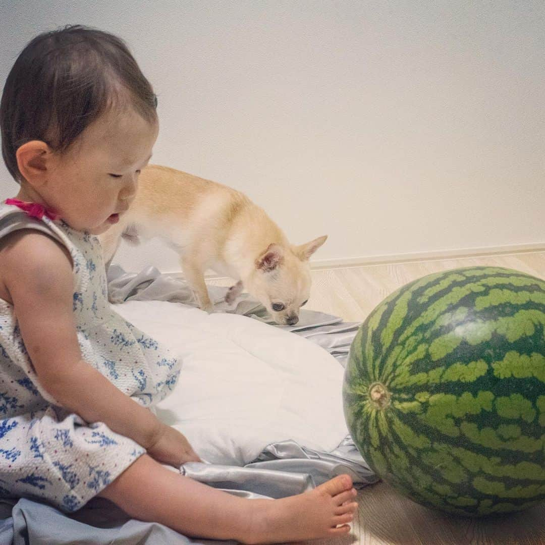 巴田みず希さんのインスタグラム写真 - (巴田みず希Instagram)「スイカ🍉 ・ 小晴くんは、実はあまり好きではないスイカ。 ・ 娘は、そこそこ好き。 ・ 旦那さんは、食べない🍉 ・ 私は、一人で食べきれないほど大きなスイカを頂いたので、旦那さんの実家に、高速飛ばして笑、娘と小晴くん連れて遊びにいって、そこでみんなで割ってワイワイ食べたよ♡ ・ スイカは、大勢で食べるのが一番だね✨ ・ 三浦のスイカ。 本当に美味しい〜😍❣️ ・ ・ ・ #すいか #スイカと赤ちゃん #スイカと犬 #夏 #スイカは野菜 #Watermelon #summer #photooftheday #スムチー #チワワ #chihuahualove #smoothcoatchihuahua #赤ちゃんと犬 #baby #babyanddog #赤ちゃんとチワワ #chihuahua #育児 #新米ママと繋がりたい #女の子ママ #11ヶ月 #11months #chihuahuaandbaby」7月25日 16時02分 - mizukitomoda