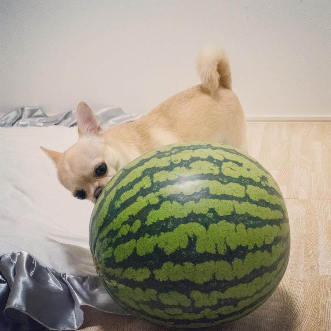 巴田みず希さんのインスタグラム写真 - (巴田みず希Instagram)「スイカ🍉 ・ 小晴くんは、実はあまり好きではないスイカ。 ・ 娘は、そこそこ好き。 ・ 旦那さんは、食べない🍉 ・ 私は、一人で食べきれないほど大きなスイカを頂いたので、旦那さんの実家に、高速飛ばして笑、娘と小晴くん連れて遊びにいって、そこでみんなで割ってワイワイ食べたよ♡ ・ スイカは、大勢で食べるのが一番だね✨ ・ 三浦のスイカ。 本当に美味しい〜😍❣️ ・ ・ ・ #すいか #スイカと赤ちゃん #スイカと犬 #夏 #スイカは野菜 #Watermelon #summer #photooftheday #スムチー #チワワ #chihuahualove #smoothcoatchihuahua #赤ちゃんと犬 #baby #babyanddog #赤ちゃんとチワワ #chihuahua #育児 #新米ママと繋がりたい #女の子ママ #11ヶ月 #11months #chihuahuaandbaby」7月25日 16時02分 - mizukitomoda