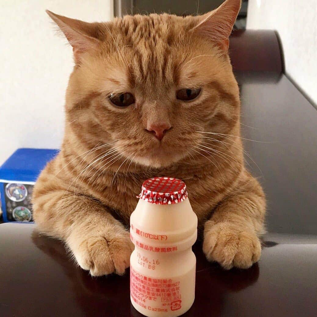 9GAGさんのインスタグラム写真 - (9GAGInstagram)「awake, but at what cost? 🐈@kiko11232015 - #gingercat #sadcat #9gag #existentialcrisis」7月25日 16時23分 - 9gag