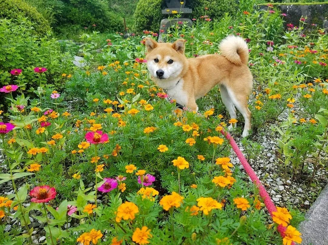 柴犬たま Shibainu Tamaのインスタグラム