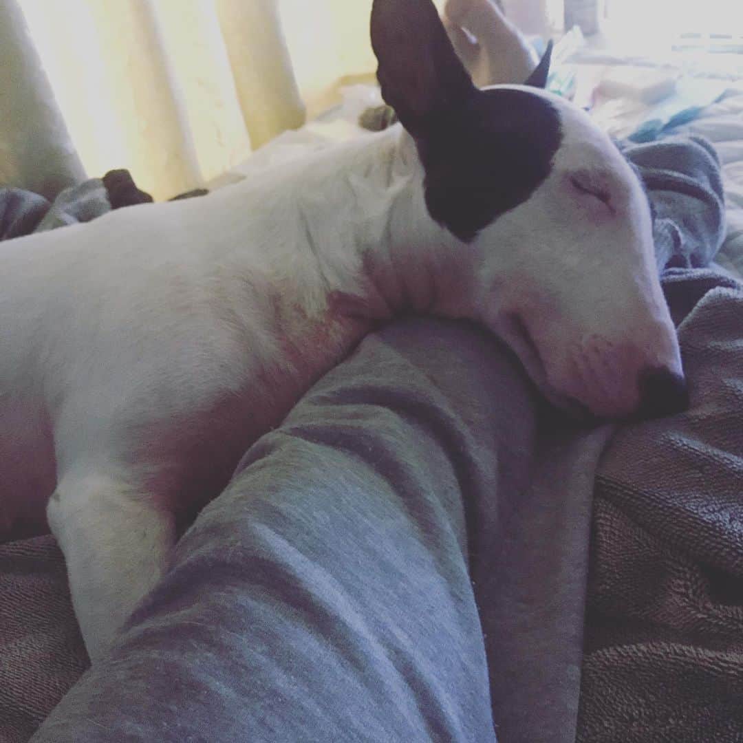 のインスタグラム：「#minituru#bull#terrier#minibullterrier#miniturubullterrier#dog#dogstagram#cute#qtaro#love#family#ミニチュア#ブルテリア#ミニチュアブルテリア#Q太郎」