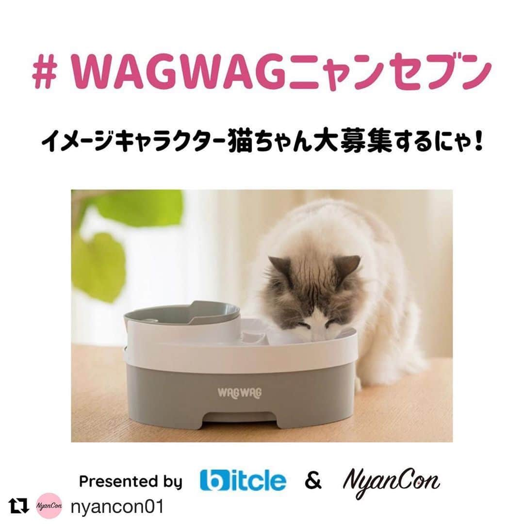 shigureさんのインスタグラム写真 - (shigureInstagram)「. 応募します！ . #Repost @nyancon01 with @get_repost ・・・ 🌻 #WAGWAGニャンセブン 大募集‼️presented by bitcle & NyanCon ◌ bitcle @bitcle_official のペット用品ブランド 「WAG WAG」のイメージキャラクター猫ちゃんを募集します🐾 ◌ その名も #WAGWAGニャンセブン 🐱✨ そうなのです！7（セブン）なのです！ にゃんと！7ニャン大募集しちゃいます💙 ◌ WAG WAG の広報を担う重要任務をお任せするにゃ！ みにゃさま🐱ふるってご応援してくださいにゃ♪ ◌ 募集期間 2019年7月19日〜8月18日 ◌ 【応援概要】 ① @nyancon01 と @bitcle_official をフォロー ◌ ② #WAGWAGニャンセブン と #夏のにゃんこ大作戦 をつけて愛猫ちゃんのお写真を投稿 ◌ ※期間中何回投稿してもOKです🙆‍♀️ ◌ ③この告知投稿をリポスト ◌ 上記の①②③を全て満たした方が対象となります🎀 ◌ #にゃんこ と #WAGWAG な #夏休み みんにゃで楽しもう！ ◌ 詳しくは @nyancon01 webサイトをチェックしてくださいね♪ ◌ #bitcle #WAGWAG #猫 #cat #ねこ部　#catsofinstagram #にゃんすたぐらむ #にゃんだふるらいふ #ふわもこ部 #猫がいる幸せ #猫との暮らし #ねこ写真 #保護猫 #保護猫と暮らす #nyancon01 #ニャンコン#NyanConPHOTOCHALLENGEPROJECT」7月25日 17時45分 - shigureamanehaha