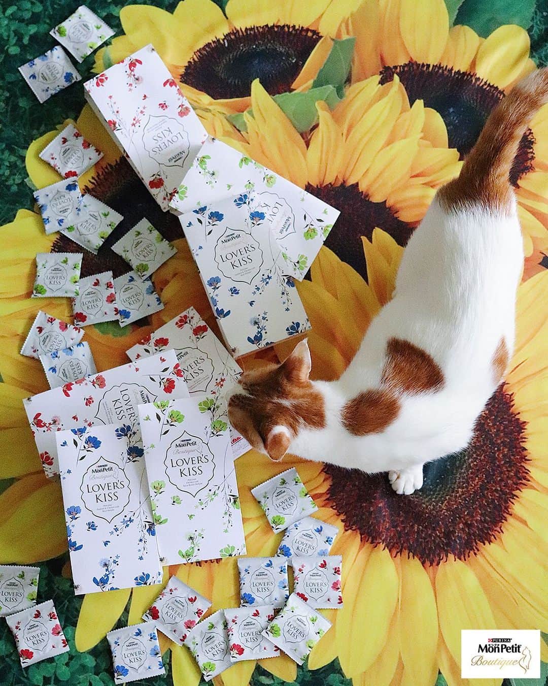 Purina Mon Petit Japanさんのインスタグラム写真 - (Purina Mon Petit JapanInstagram)「あなただけを見つめるという花言葉をもつ向日葵🌻の中で、﻿ "ラバーズキッス"を見つめるネコちゃん😻﻿ ﻿ 「モンプチ ブティック」が贈る"ラバーズキッス"の味は3種類✨﻿ ﻿ 💙 魚介とチキンのプチフール 牛肉添え﻿ 💛 白身魚と海の幸のプチフール 国産鶏添え﻿ 💚 若鳥のプチフール 焼津産かつお節添え﻿ ﻿ 可愛い小さな袋に1回分ずつ小分けされているのでとても便利👍﻿ お友達とシェアして、最愛のネコちゃん🐾のお気に入りの味を探してみてはいかがでしょうか？﻿ ﻿ ＼画像をタップすると購入できます／﻿ -------------------------------------﻿ ﻿ #モンプチ #モンプチブティック #ラバーズキッス #キャットフード #にゃんすたぐらむ #ねこすたぐらむ #にゃんだふるライフ #ねこ部 #猫部 #にゃんこ部 #猫好き #猫大好き #猫がいる生活 #猫のいる暮らし #猫好きな人と繋がりたい #猫好きさんと繋がりたい #猫の気持ち #猫用品 #猫と暮らす #猫写真 #猫のおやつ #おやつ #ギフト #ギフトにオススメ #贈り物 #プレゼント #向日葵 #ひまわり #ひまわり好き  #花のある暮らし」7月25日 18時33分 - monpetit_jp