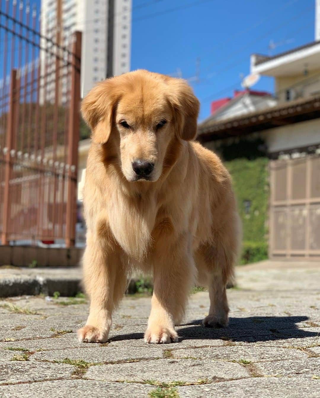 Bobさんのインスタグラム写真 - (BobInstagram)「Processo de transformação de Marley 😆🔄」7月25日 19時30分 - bob_marley_goldenretriever