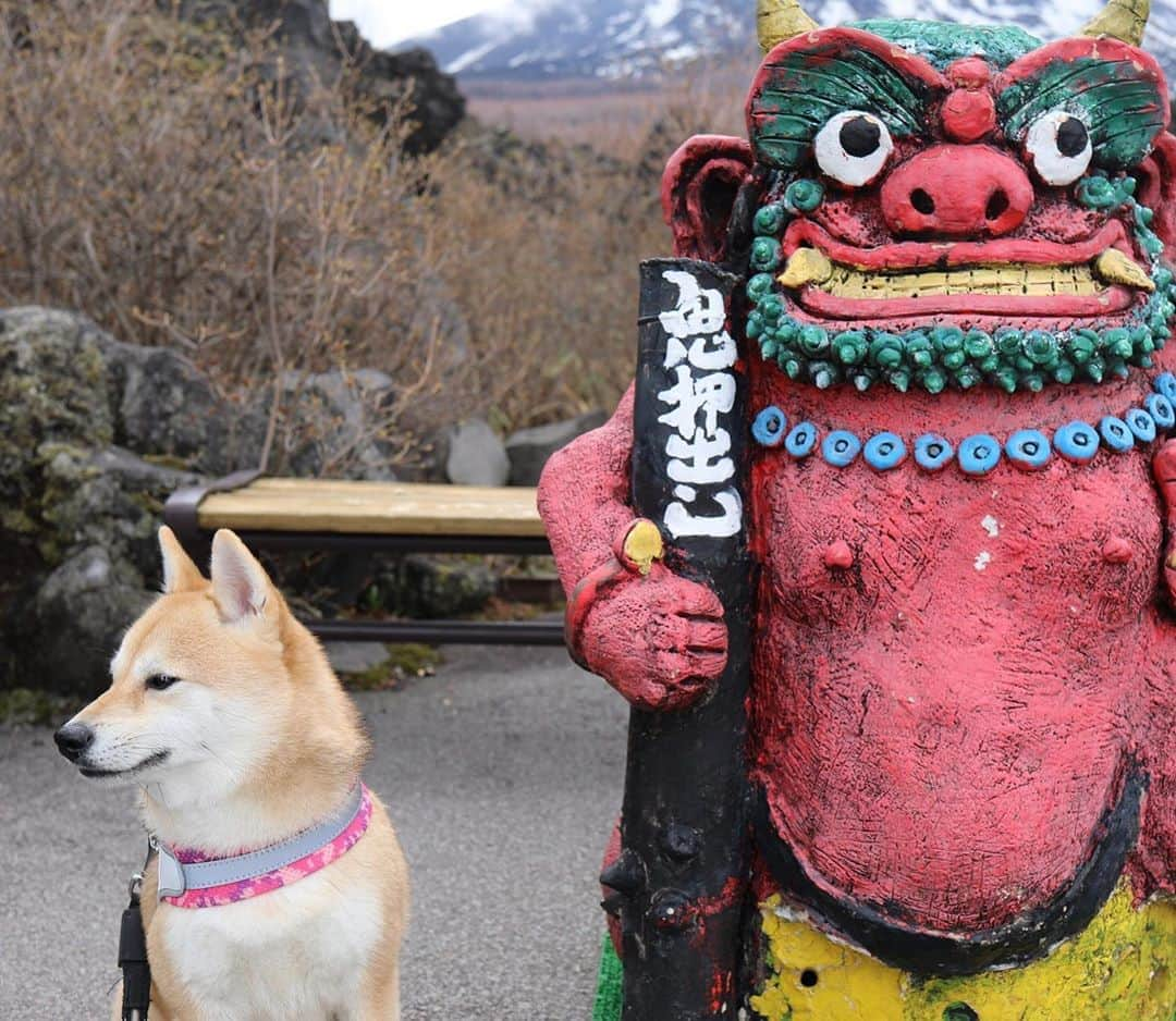 アブのインスタグラム：「犬鬼の仲 #dog #シバチャ #柴犬 #鬼押出し園 #犬」