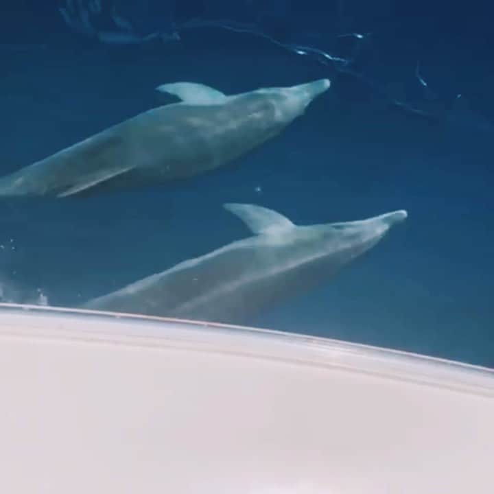 カロリーヌ・ド・メグレのインスタグラム：「Morning ride 💙🐬✨ 🎶 Freak, by @lanadelrey #OneSongADayCDM」