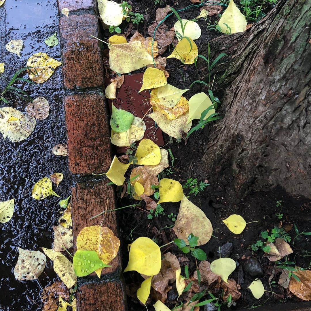 Kensho Onukiさんのインスタグラム写真 - (Kensho OnukiInstagram)「今となっては懐かしい？しとしと降る雨の遊歩道ペープメントに落ち葉のアートが。なにげない足元の景色に見とれる。#長梅雨 #ふた足早い秋 #自然はステキなアーティスト #大貫憲章チャリ散歩」7月25日 19時52分 - kensho_onuki