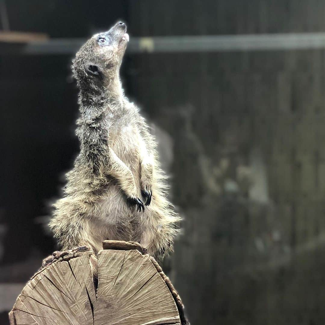 みねりお(旧：柴咲 凛)さんのインスタグラム写真 - (みねりお(旧：柴咲 凛)Instagram)「上野動物園@カメラ女子🐯🐻🐵🐘💗 #上野動物園 #動物園 #カメラ女子 #動物 #決定的瞬間 #みねりお #みねパイ #峰不二子 #リアル峰不二子 #撮影会 #グラビア #グラビアアイドル #グラドル自画撮り部 #インスタグラビア #カメラ #ポートレート #わっしょい ⁦‪#Jカップ‬⁩ ⁦#わがままボディ‬ #おっぱい #巨乳 #sexy #筋肉女子 #筋トレ女子 #柔軟 #猫好き #ポールダンス #ポールダンス女子 #１ミリでもいいなと思ったらいいね」7月25日 19時59分 - mine_rio