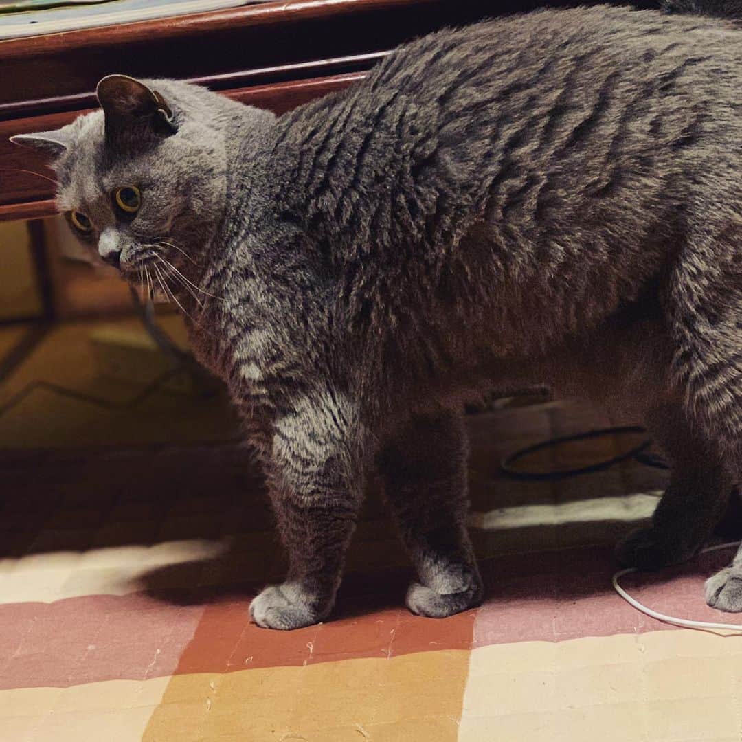 チキン南蛮カレーのルウ王子のグルメインスタ