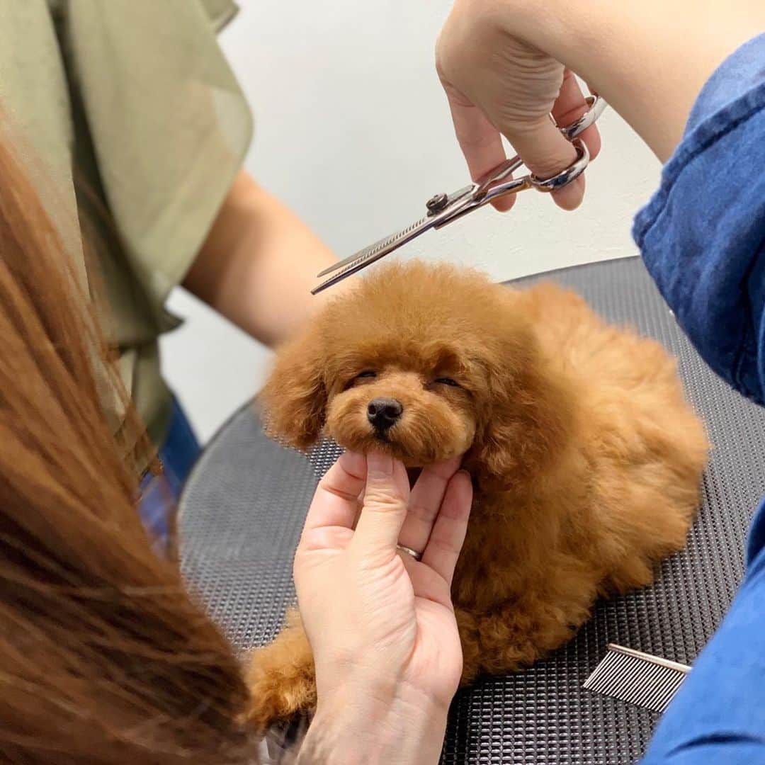 doghug (ドッグハグ) 豊洲本店のインスタグラム