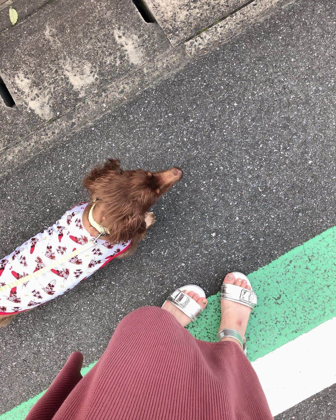 藤江れいなさんのインスタグラム写真 - (藤江れいなInstagram)「🐕🐩🐕 #ミニチュアダックス  #チョコタン #愛犬 #MAX」7月25日 20時23分 - 01nyan0201