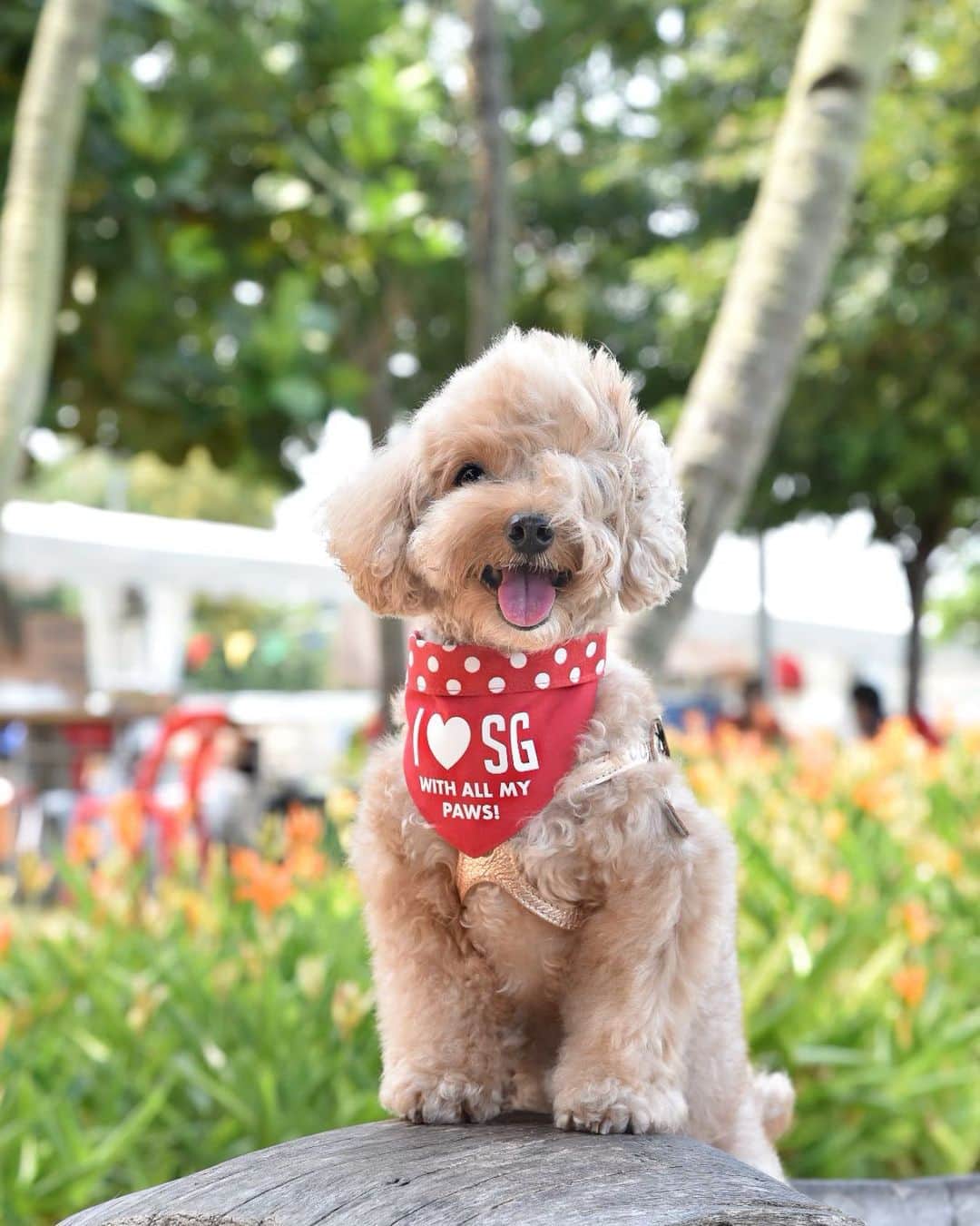 のインスタグラム：「📆 (25Jul19) Happy #tongueoutthursday 😛😝#throwback to last weekend at the @letsgojalanjalan.sg held at #sentosa . Love this “I ❤️ SG” bandana my Pawrents got me. Isn’t it awesome? 💨🌾🥰#ilovesingapore」
