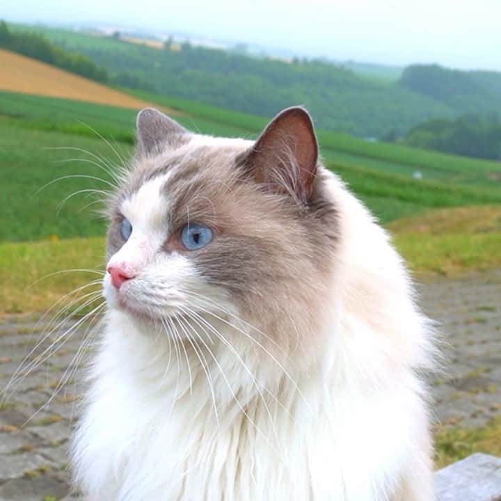 マアルのインスタグラム：「ラル副店長 #🐈 #猫好きさんと繋がりたい #北海道 #美瑛 #新栄の丘  #ラグドール」