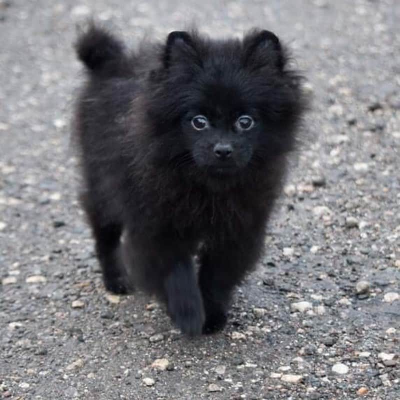 Puppy For Sale.さんのインスタグラム写真 - (Puppy For Sale.Instagram)「Чёрный мальчик #шпиц Ласковый малыш, в поисках самых недежных ручек #померанскийшпиц #немецкийшпиц #pom#poms #pomeranian #pompom @artsimpatiya」7月25日 21時17分 - artsimpatiya