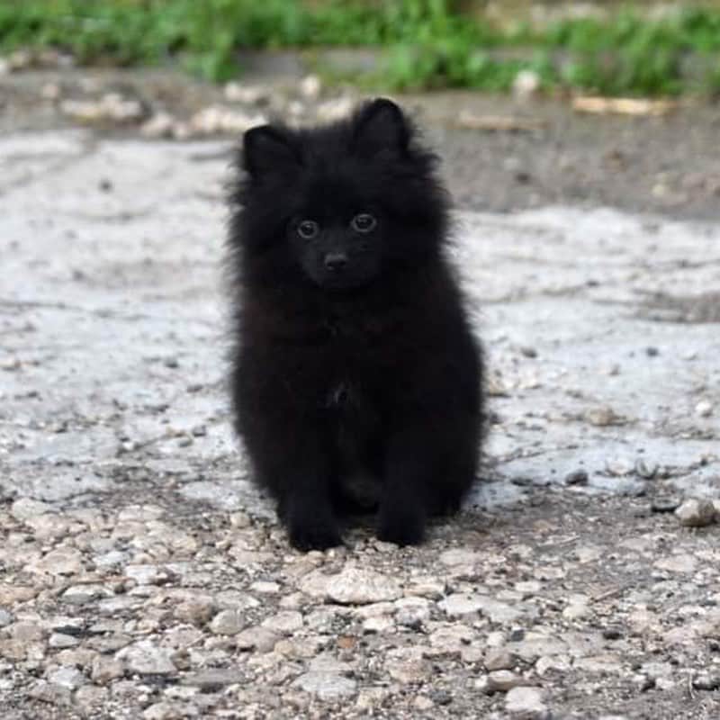 Puppy For Sale.のインスタグラム