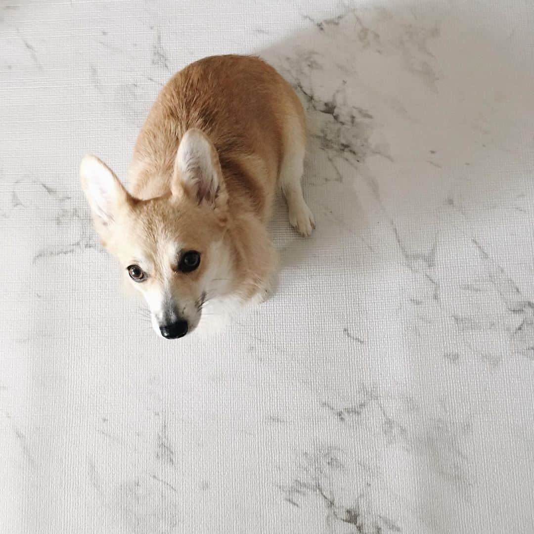maggydaisyのインスタグラム：「_  さっそく新しいマットの端っこを齧ったのは、 だぁれ？  #モア だよ #齧ったやつは食べてないよ #maggydaisymore20190725 #corgi  #コーギー #犬のいる暮らし #里親」