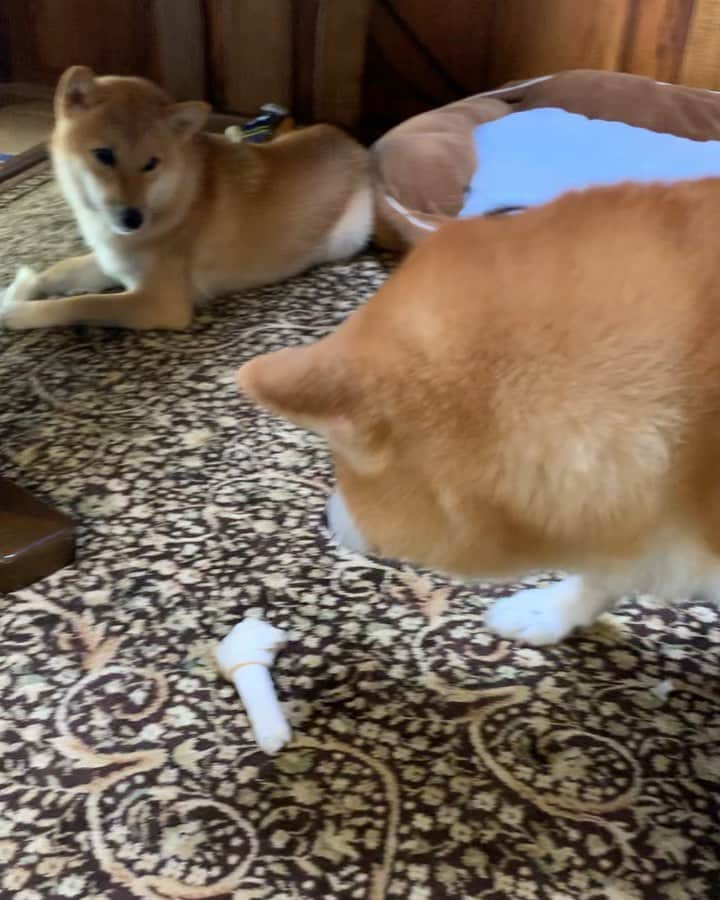 shibainu berryのインスタグラム