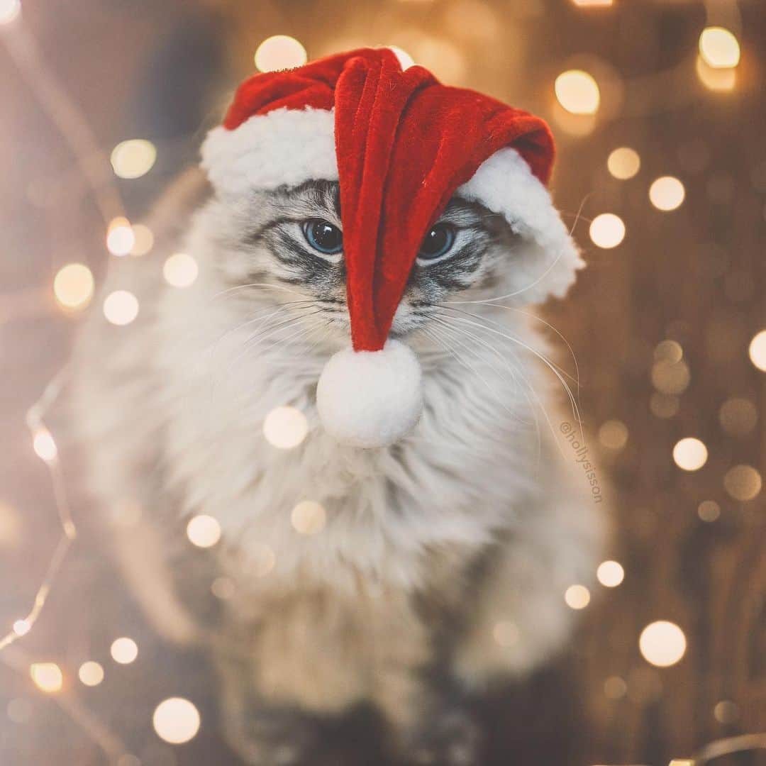 Holly Sissonのインスタグラム：「When it’s #christmasinjuly! Lol! 😹🎅🎄 #Toronto #Siberiancat #christmasinjuly2019 #bokeh (See more of Alice, Finnegan, and Oliver, on @pitterpatterfurryfeet) ~ Canon 1D X MkII + 85 f1.4L IS @ f1.4  See my bio for full camera equipment information plus info on how I process my images. 😊 ~  @bestmeow #bestmeow」
