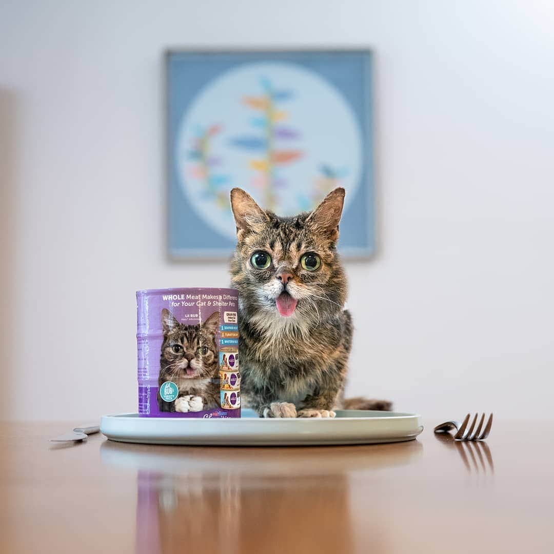 Lil BUBさんのインスタグラム写真 - (Lil BUBInstagram)「BUB's three favorite Halo flavors are being served up all at once in this cool new BUBified package that benefits PetSmart Charities. #goodjobbub #goodjobpetsmart #goodjobhalo #goodjobeveryone」7月26日 8時53分 - iamlilbub