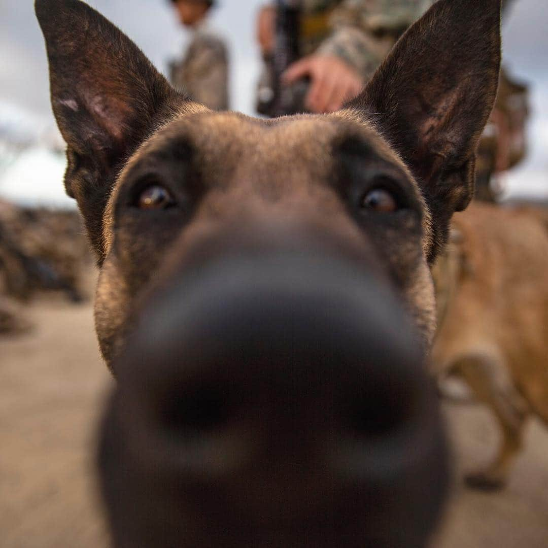 アメリカ海兵隊さんのインスタグラム写真 - (アメリカ海兵隊Instagram)「Who’s a good boy?! ⠀⠀⠀⠀⠀⠀⠀⠀⠀⠀⠀⠀ ⠀⠀⠀⠀⠀⠀⠀⠀⠀⠀⠀⠀ Flag is a patrol explosives detection dog, trained to find explosive devices and take down an enemy combatant when necessary. He is assigned to Alpha Company, 1st Battalion, 5th Marine Regiment, @1stmardiv, and is conducting a series of field exercises in cooperation with the Expeditionary Operations Training Group to increase unit ability when conducting expeditionary operations. (U.S. Marine Corps photo by Lance Cpl. Brendan Mullin)  #Marines #K9 #Military #Dog」7月26日 8時54分 - marines