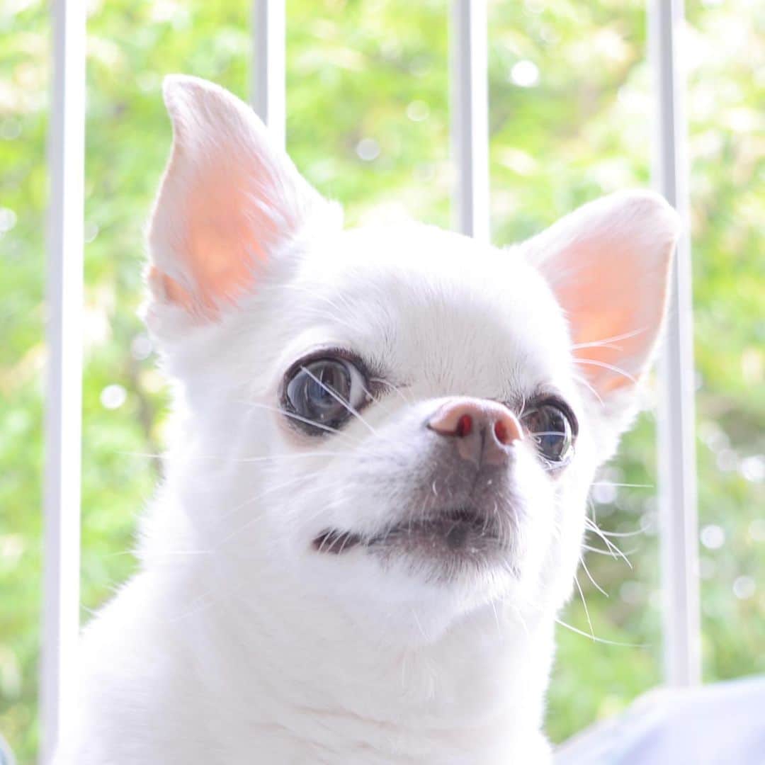 KORIKIのインスタグラム：「おはようございます♪ * #dogofsapporo #dog, #dogs, #dogstagram,#chihuahua,#犬バカ部,#チワワ,#koriki, #hanadog #白スムチ連合会, #スムチー,  #dogofthedayjp, #dogoftheday  #ilovemydog #instadog #instapet #WhiteChihuahua  #吉娃娃 #치와와  #dogsofinstagram #Chihuahualover  #チワワの輪 #barkbox #WhiteChihuahuaParty #もふもふモフモフ」
