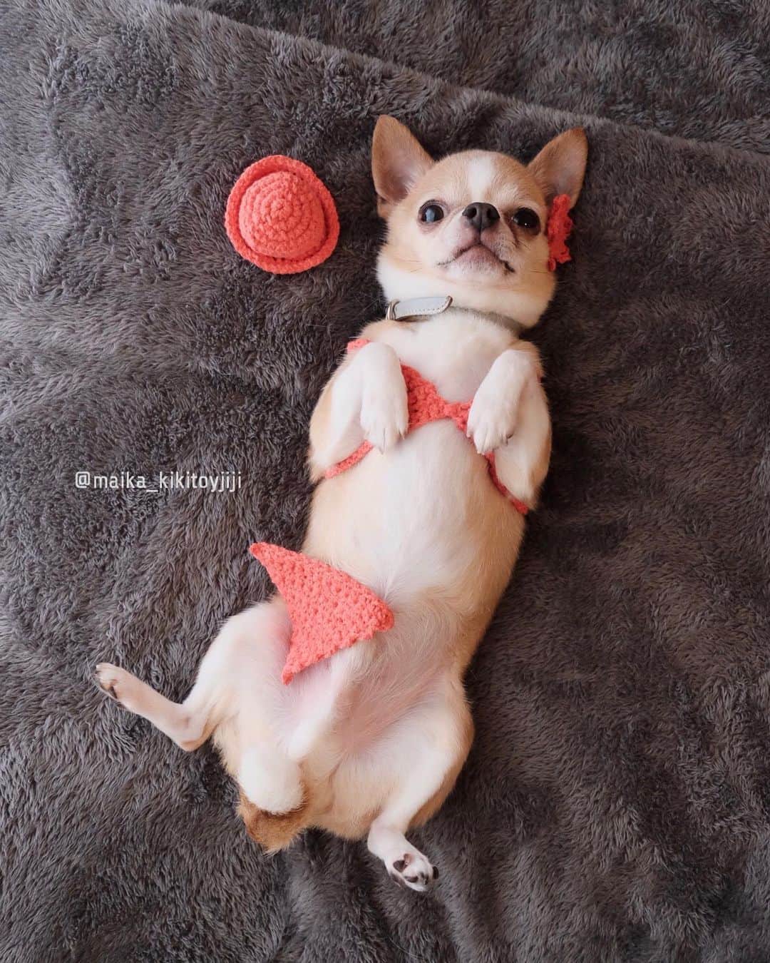 Maika Kikitoyjijiさんのインスタグラム写真 Maika Kikitoyjijiinstagram Toy 日焼け中 海に飛び込んだの おひるねアート 犬のおひるねアート 水着 ビキニ 犬服 ハンドメイド Chihuahua Dog チワワ 犬 치와와 Weeklyfluff ふわもこ