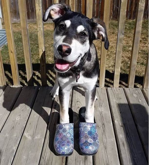 ダンスコのインスタグラム：「Do these clogs make my feet look big? Thanks to @good_shoes_good_people for the pic!」