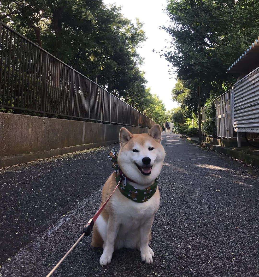 柴犬のモモのインスタグラム