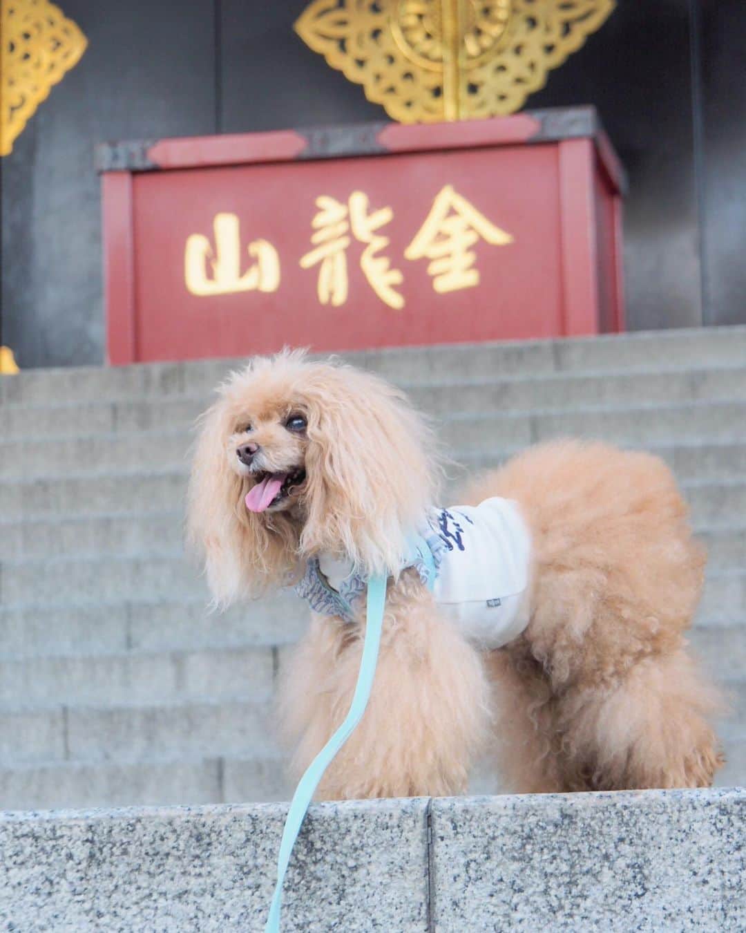 Toypoodle Mikuru?Asakusa Tokyoのインスタグラム：「20190726 Friday. Good morning! Friends 💕 やっと金曜日😆 今週は長かったよう🥺 . ❶ みくるんキング🦁 ❷ オニクのトリコ動画 ❸ 宝蔵門で午前5時45分くらい ❹ オニクにタマシイ売りました ❺ 明日もオニクの食べれるといいなぁ . 本当なら夏休みでみんなと海水浴🏖の予定でした。 今年は副腎摘出手術したので見送りました🥺 みんなー気をつけてね！ みくるの分も楽しんできてね✨ . #浅草寺 #夏休み第2弾あるのか？ #お肉」