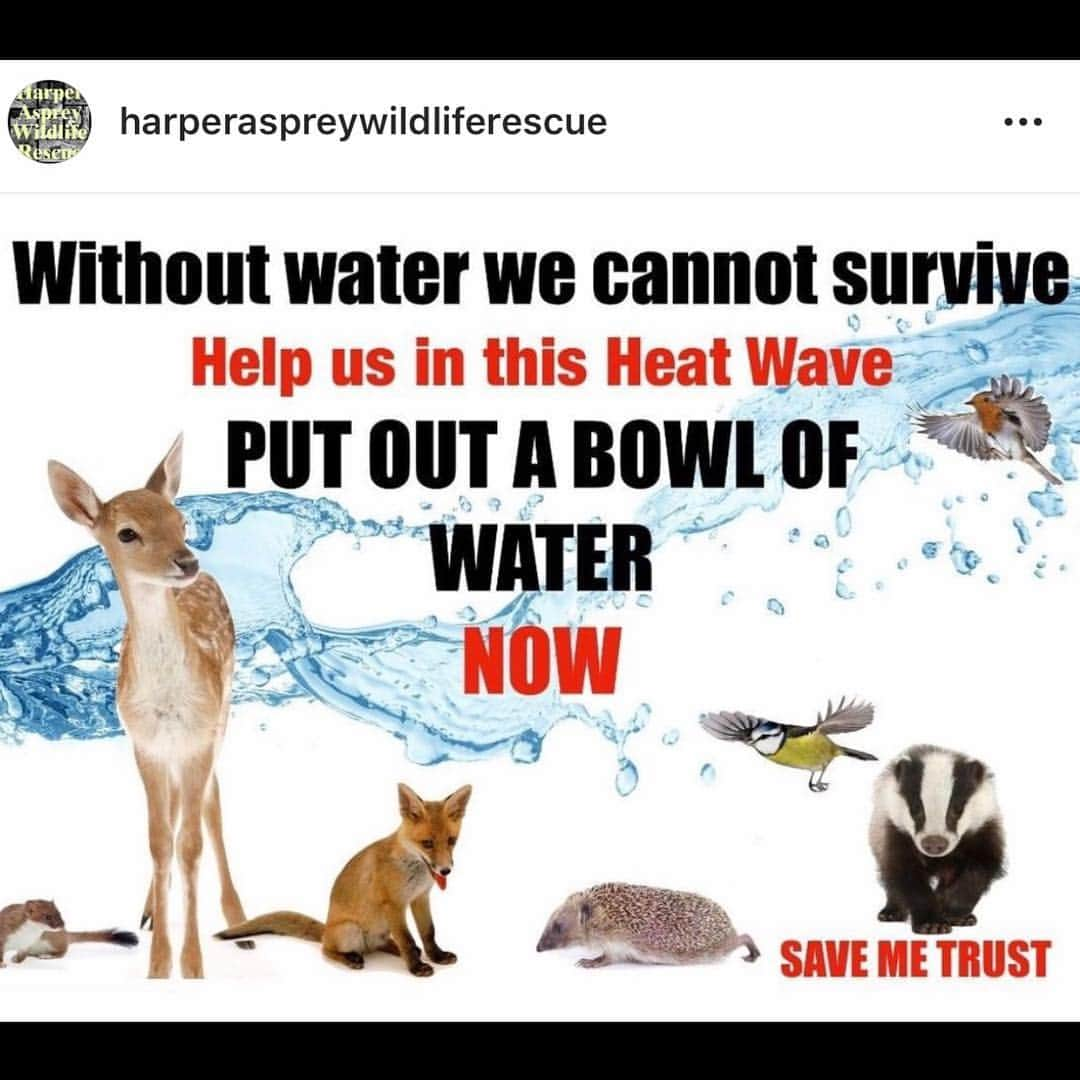 ブライアン・メイさんのインスタグラム写真 - (ブライアン・メイInstagram)「Please !!! Remember we are not the only species that can struggle in the extreme heat.  Help our precious wild animal neighbours to get through.  Right now !  Bri」7月26日 8時29分 - brianmayforreal