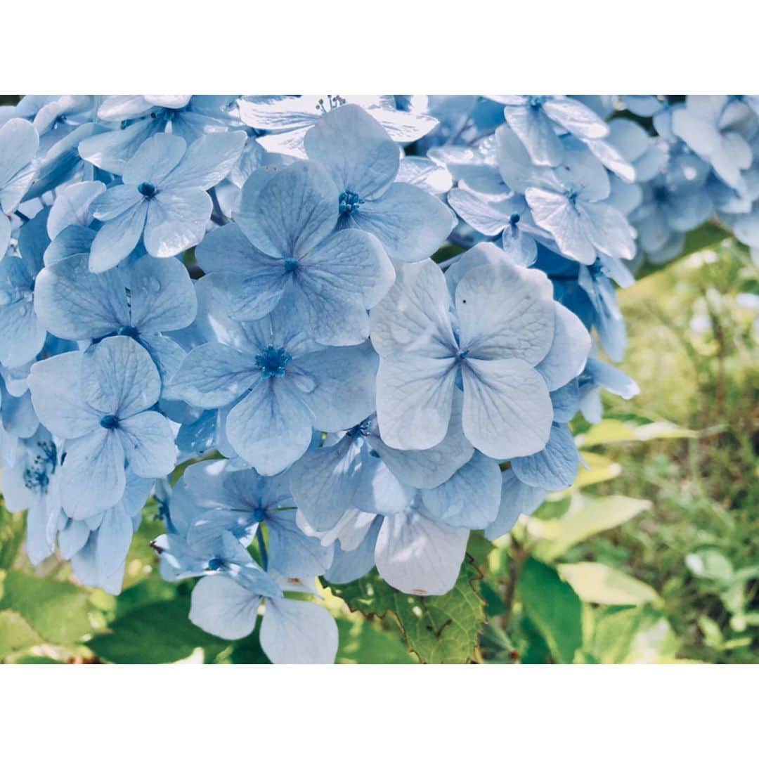 竹中友紀子のインスタグラム：「#朝のルーティン  仙台での朝は、毎日近所の公園までおさんぽにでかけます 紫陽花がまだキレイに咲いてる^ ^  いよいよ仙台公演初日！ 仙台のみなサマに狼少年の芝居をお届けできるのが楽しみです♪  #狼少年  #第10回記念公演  #生きても死んでもこんにちは  #仙台公演  #せんだい演劇工房10box  #14時 #19時  #劇場にてお待ちしております  #女優 #モデル  #岐阜出身  #竹中友紀子」