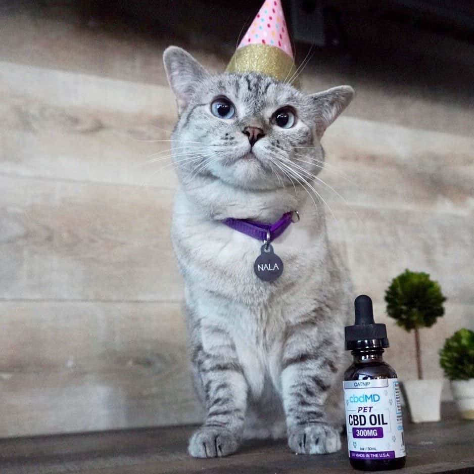 nala_catさんのインスタグラム写真 - (nala_catInstagram)「Celebrating my birthday month with @cbdmd.usa ! Have you tried #cbdoil yet? @cbdMD.USA makes the best products! It’s grown in the USA, non-gmo, organic, and vegan! Link in bio for more info. Use coupon code NALA for 20% off your first order of human and pet products!」7月25日 23時52分 - nala_cat