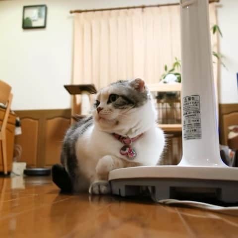 takegaeruのインスタグラム：「🎶夏がくれば思い出す 📺の音が偶然入りました。 今見るとしんみりするなぁ😌 #ひよっこ  #夏がくれば思い出す  #cat #scottishfold #猫 #スコティッシュフォールド #三毛スコ友の会」
