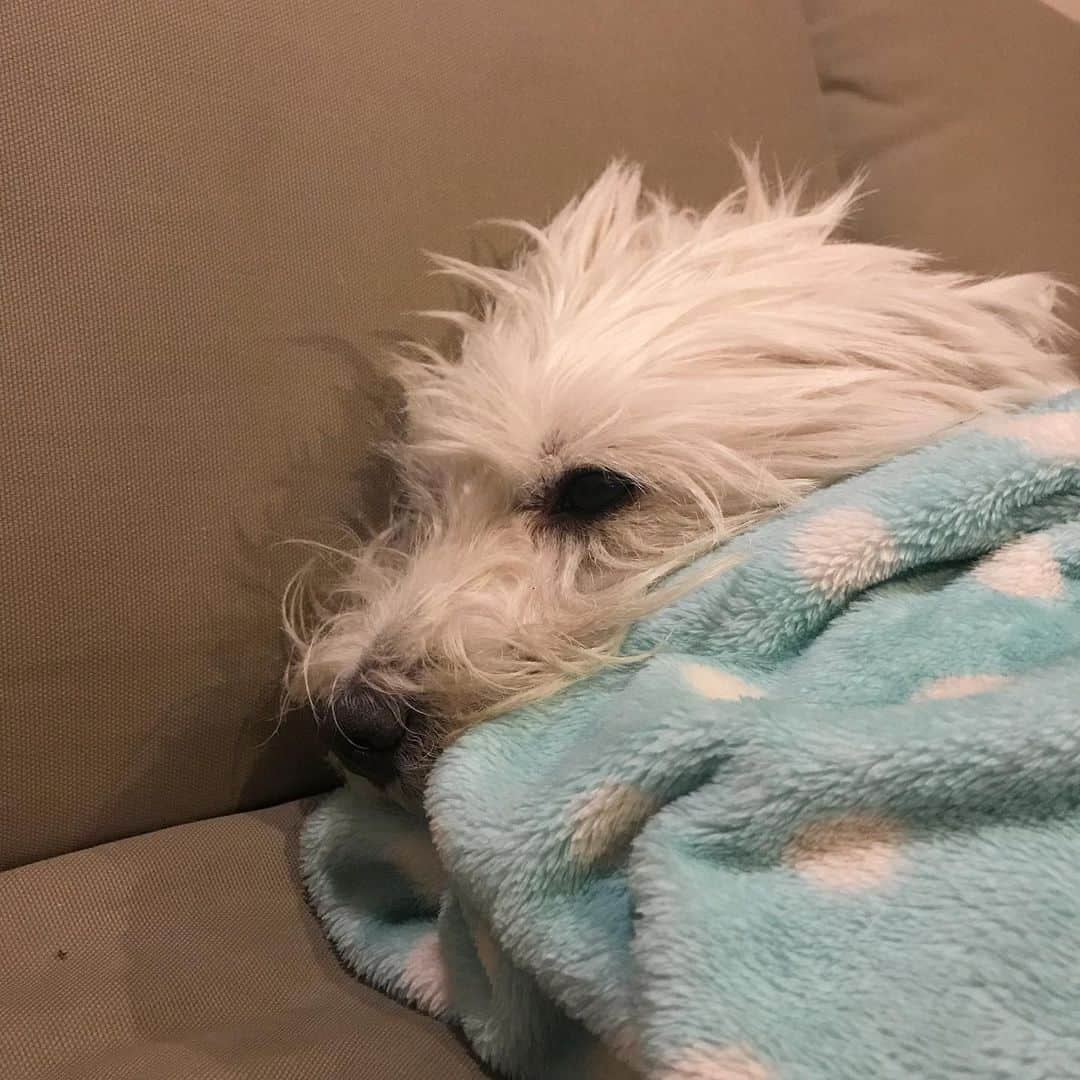 Hoykong&Plamuekのインスタグラム：「Good night 💤  #plamuek_westies」