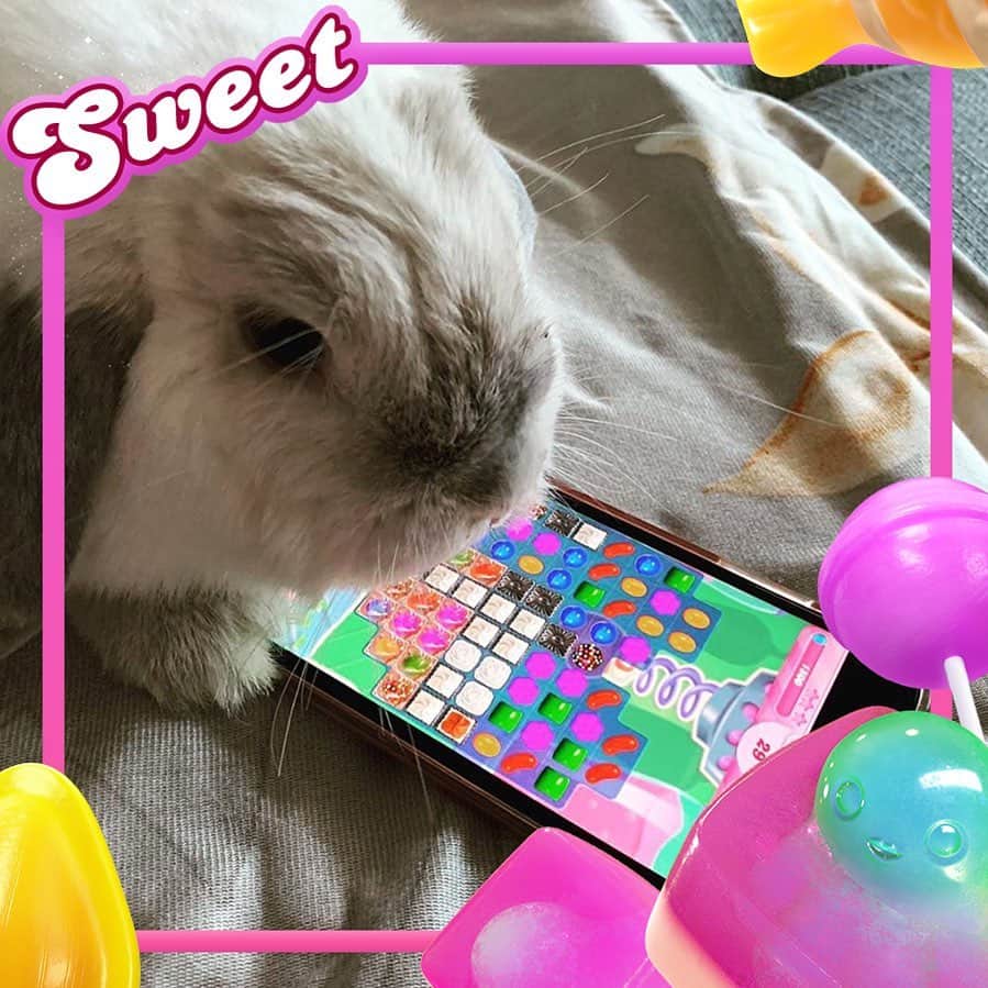 Candy Crushさんのインスタグラム写真 - (Candy CrushInstagram)「‘Hmmm... This tastes far Sweeter than a carrot...' 😛🍬😉 Who has pets that love playing Candy Crush? Make sure you tag us in your pictures! 🍬 Thanks @farah221293 📸🐰」7月26日 0時44分 - candycrushsaga