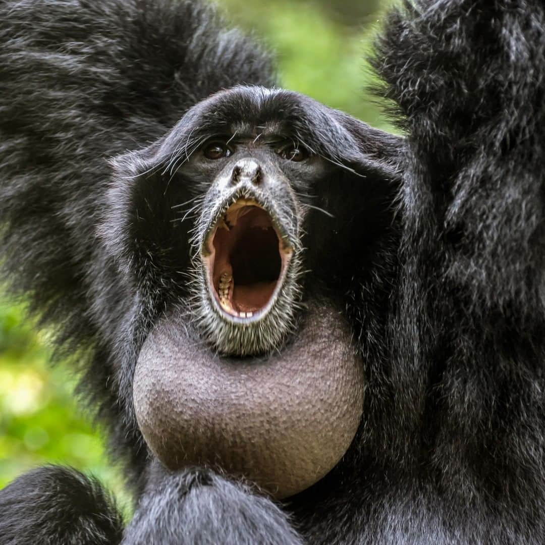 アニマルプラネットさんのインスタグラム写真 - (アニマルプラネットInstagram)「This siamang is howling loud for all to hear! For these monkeys, howling helps claim territory, but also keeps families together. . . . . . . . #animalplanetupclose #animalsofinstagram #animalplanet #animaloftheday #wild #wildlife #outdoors #animals #wildanimals #conservation #nature #animallovers #instanature #wildgeography #siamang」7月26日 1時00分 - animalplanet