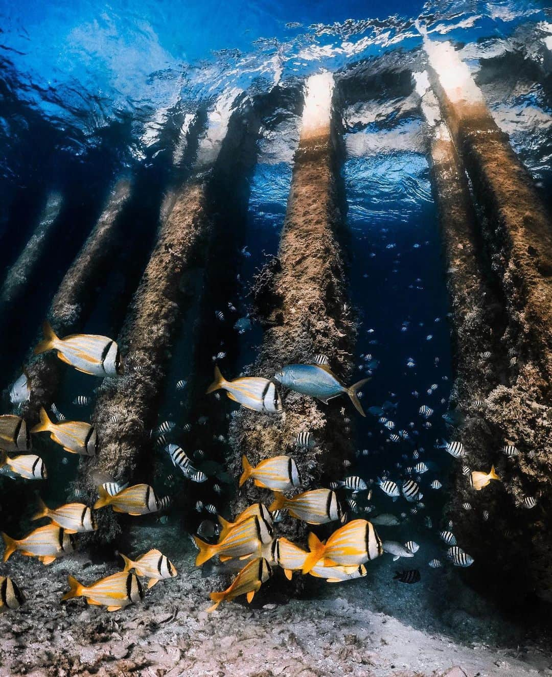 goproさんのインスタグラム写真 - (goproInstagram)「Photo of the Day: Summer school in Jupiter with @raychezzy. 🐠 • • • #GoProTravel #TripOn #GoPro #UnderwaterLife #UnderwaterPhotography #Florida」7月26日 1時06分 - gopro