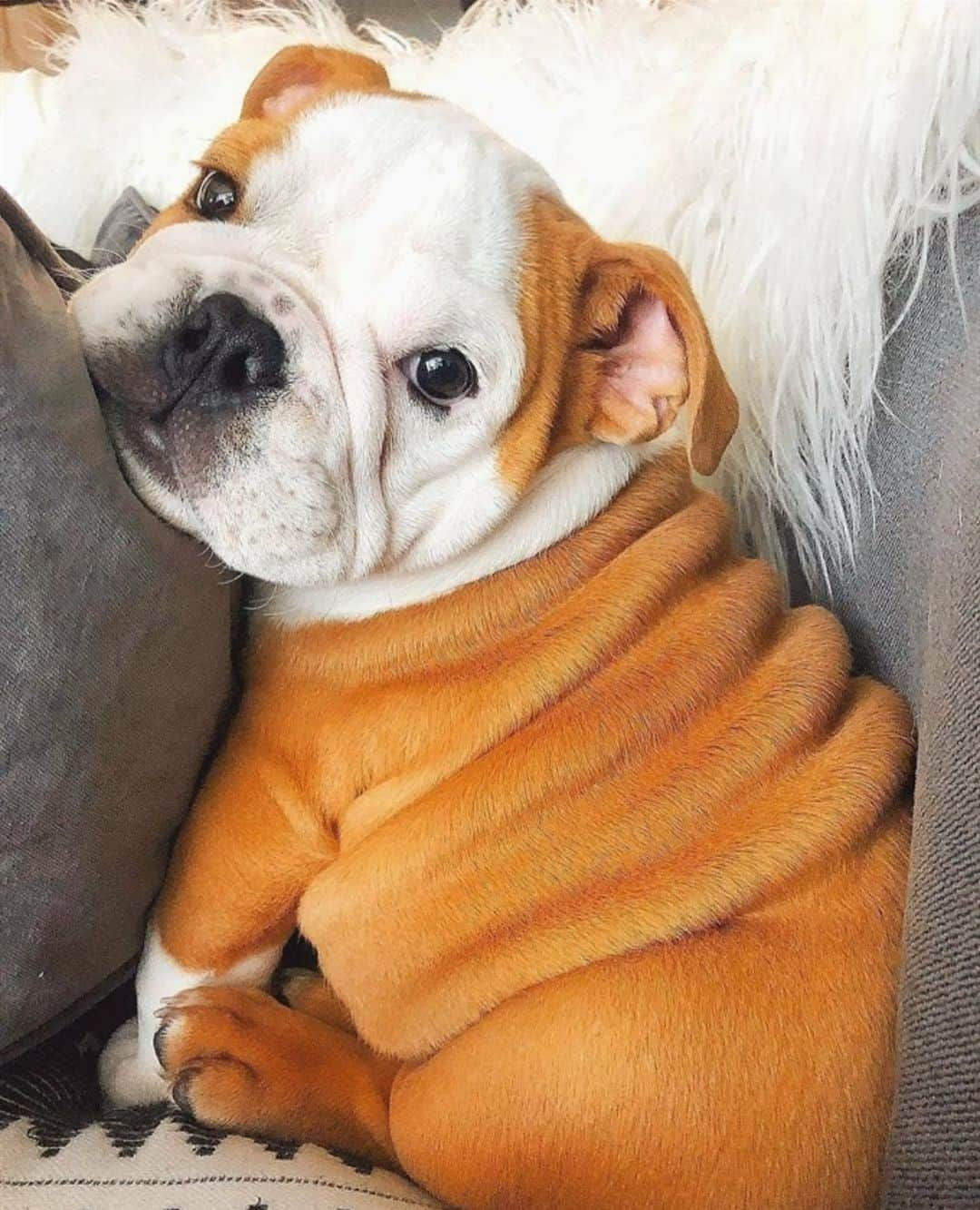 Bodhi & Butters & Bubbahさんのインスタグラム写真 - (Bodhi & Butters & BubbahInstagram)「Just sitting here waiting for Friday... . . . . . #bulldog #puppy #love #is #it #friday #yet #bestoftheday #dogsofinstagram @charliethebulldog312」7月26日 1時12分 - keonistuff