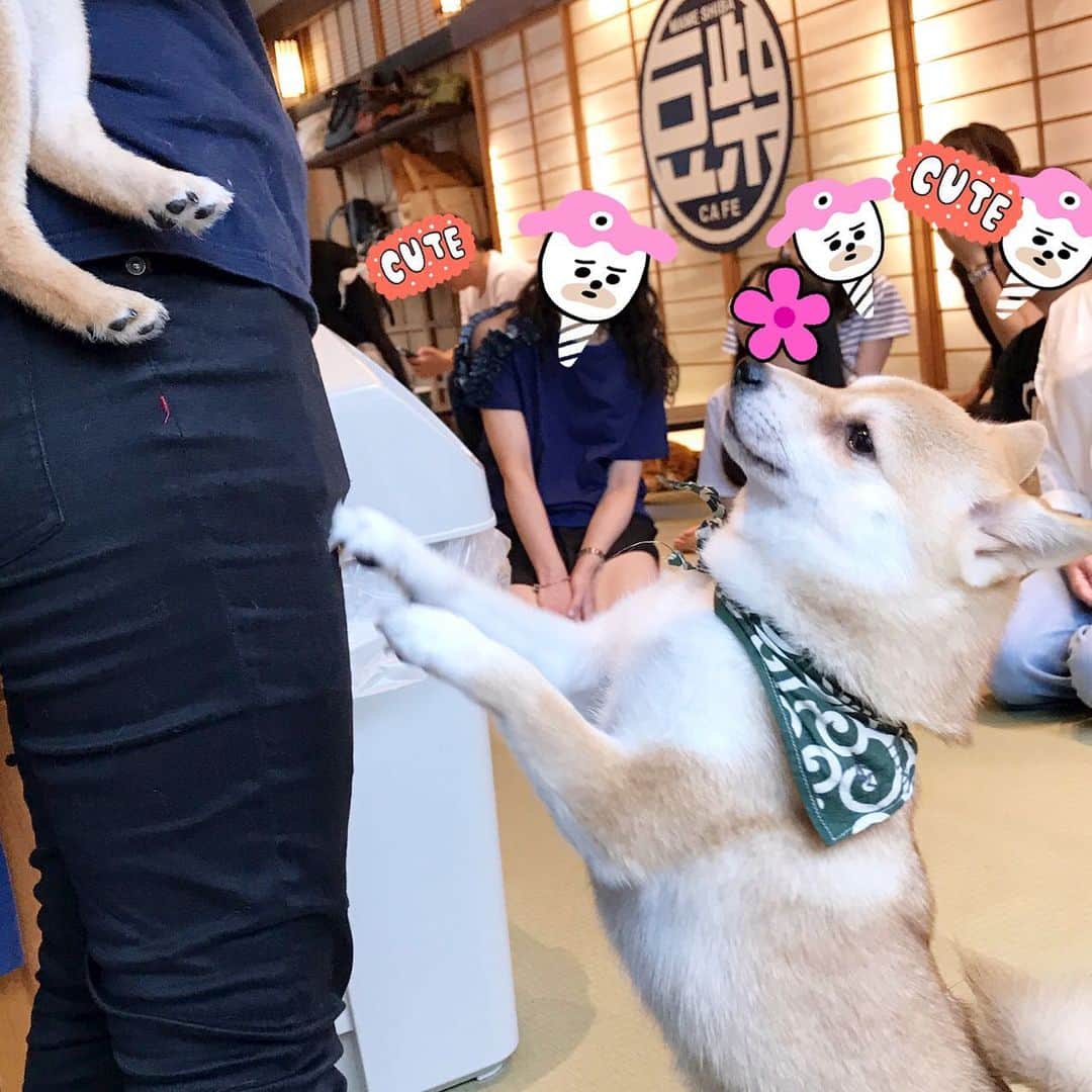 うちやえゆかさんのインスタグラム写真 - (うちやえゆかInstagram)「原宿 豆柴カフェ﻿ わんわんスタッフが﻿、みんなに笑顔の源と﻿ 心へ癒しの種を運んでました﻿🌱 ﻿ #豆柴カフェ #原宿 #mameshiba ﻿ #cute #新人 #わんこ #いたずら﻿ #犬 #スタッフ #dog #staff #笑  #お仕事 #お疲れ様﻿ #harajuku #cafe #わんわん #おもてなし﻿  #omotenashi #japan」7月26日 1時21分 - yukauchiyae