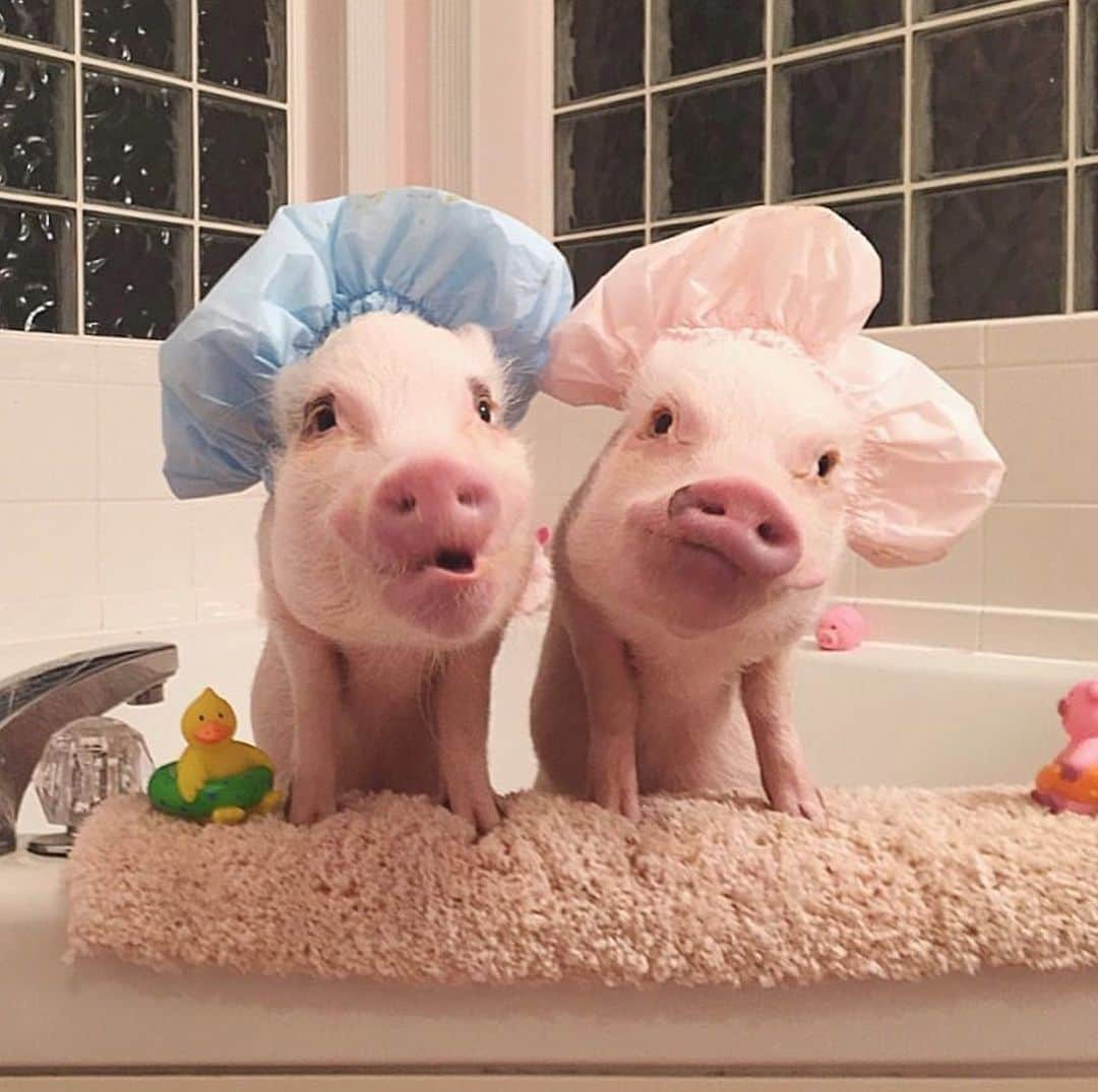 Priscilla and Poppletonさんのインスタグラム写真 - (Priscilla and PoppletonInstagram)「Just another bath with Pop singing the rubber ducky song.🛁🐷🐤#tbt #bathtime #rubberducky #SillyPop #PrissyandPop」7月26日 1時49分 - prissy_pig