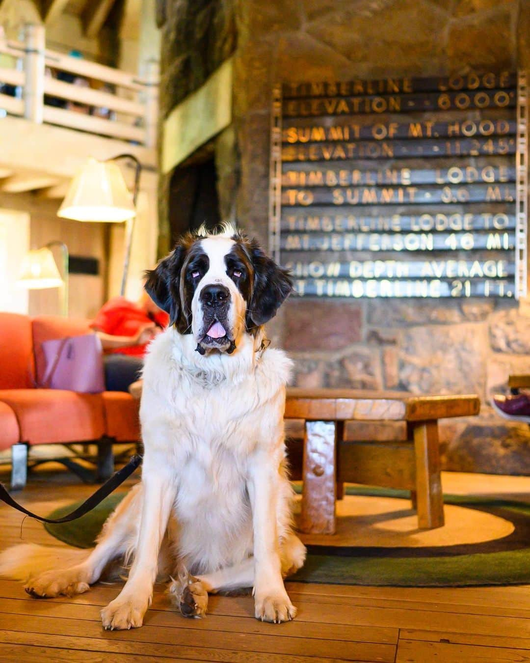 The Dogistさんのインスタグラム写真 - (The DogistInstagram)「Heidi, St. Bernard (3 y/o), Timberline Lodge, Government Camp, OR • “She’s just as much a part of the lodge as anything else here. It’s been a tradition since 1937. She has meet and greets at 10 and 2.”」7月26日 2時03分 - thedogist