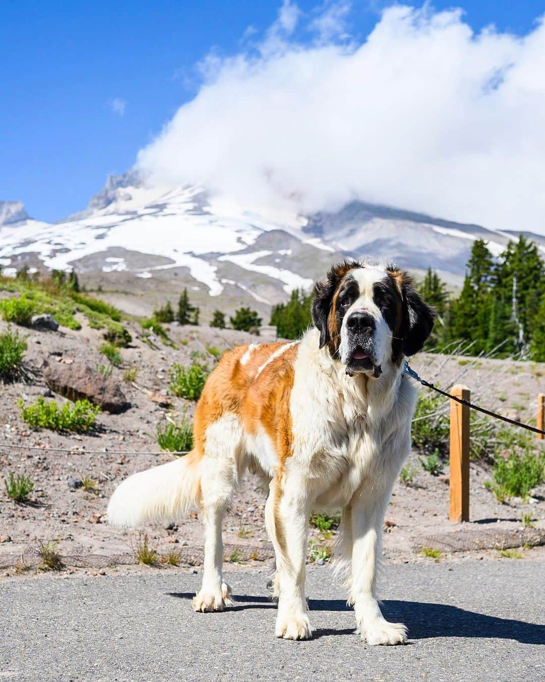 The Dogistさんのインスタグラム写真 - (The DogistInstagram)「Heidi, St. Bernard (3 y/o), Timberline Lodge, Government Camp, OR • “She’s just as much a part of the lodge as anything else here. It’s been a tradition since 1937. She has meet and greets at 10 and 2.”」7月26日 2時03分 - thedogist