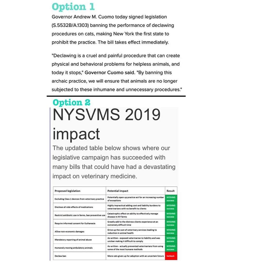 City the Kittyさんのインスタグラム写真 - (City the KittyInstagram)「The anti-declawing bill was signed by Governor Cuomo on Monday and thankfully this barbaric and inhumane amputation procedure is now illegal in New York State!😺😺❤️ Here are two statements about this bill. Which voice do you believe?  Option 1 is what the New York State Government and Governor said about declawing. (The NY legislators voted overwhelmingly to pass the bill.) Option 2 is what the New York State Veterinary Medical Society vet association said about the passing of this historic bill in a note to all their veterinary members. #Fearmongering  #Lies . Who do you believe?  Also can you please send a respectful note to the NYSVMS Exec. Director, Tim Atkinson, and ask him where they got their info that this law will result in more cats being given up for adoption. tatkinson@nysvms.org and staff@nysvms.org If you get a response please send it to us at citythekitty@gmail.com  In the cities where declawing was banned in California and also in Denver, data shows that the amount of cats in shelters went down after the bans. #Facts (The NY bill to ban the devocalization of dogs was blocked. NYSVMS says they will continue to oppose an outright ban on bark softening.) #animalabuse #nysvms #catsofnewyork #win」7月26日 2時58分 - citythekitty