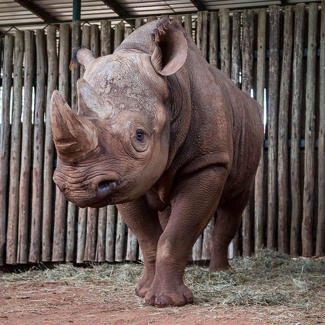 San Diego Zooさんのインスタグラム写真 - (San Diego ZooInstagram)「Hey wildlife lovers! Follow @wildlife_conservancy to stay up to date on our global conservation work. Because of the support from friends like YOU, we’re working in 52 countries on 6 continents with nearly 400 partners to save species from extinction. With over a century of animal care expertise at our facilities here at home, and hundreds of scientists at the San Diego Zoo Institute for Conservation Research, we’re uniquely positioned to save species worldwide. All we need is you! 💙 #EndExtinction」7月26日 3時46分 - sandiegozoo