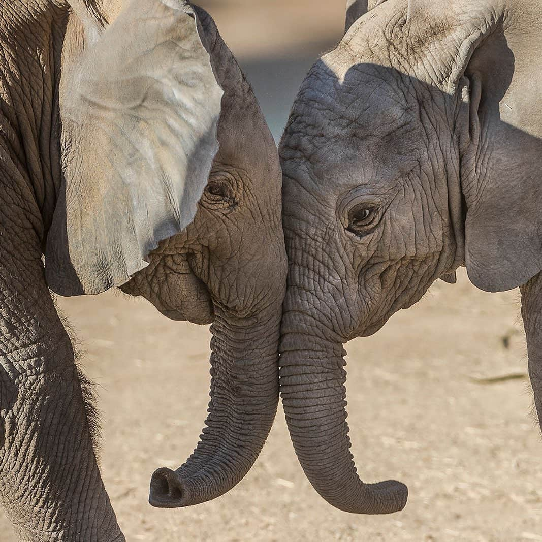 San Diego Zooさんのインスタグラム写真 - (San Diego ZooInstagram)「Hey wildlife lovers! Follow @wildlife_conservancy to stay up to date on our global conservation work. Because of the support from friends like YOU, we’re working in 52 countries on 6 continents with nearly 400 partners to save species from extinction. With over a century of animal care expertise at our facilities here at home, and hundreds of scientists at the San Diego Zoo Institute for Conservation Research, we’re uniquely positioned to save species worldwide. All we need is you! 💙 #EndExtinction」7月26日 3時46分 - sandiegozoo